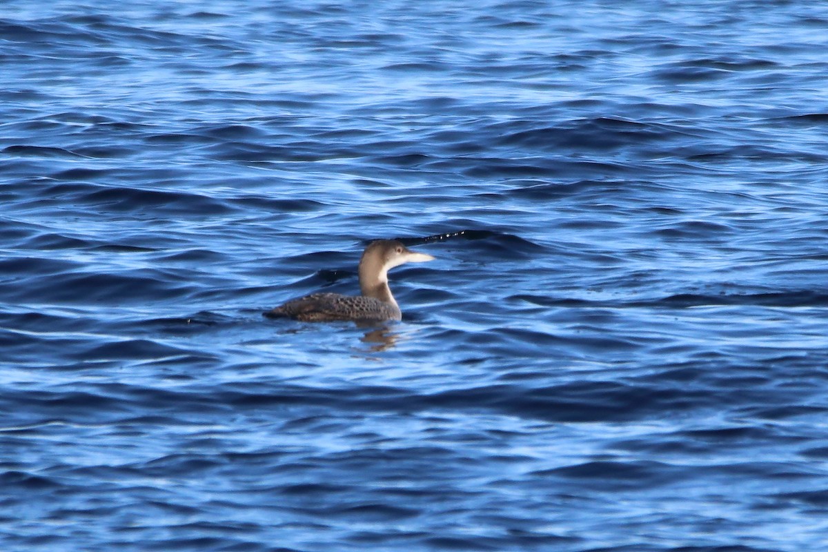 Common Loon - ML646915802