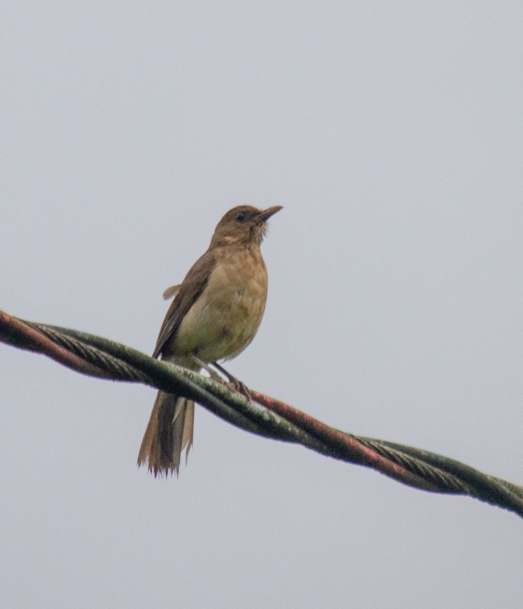 サメイロツグミ - ML646915803