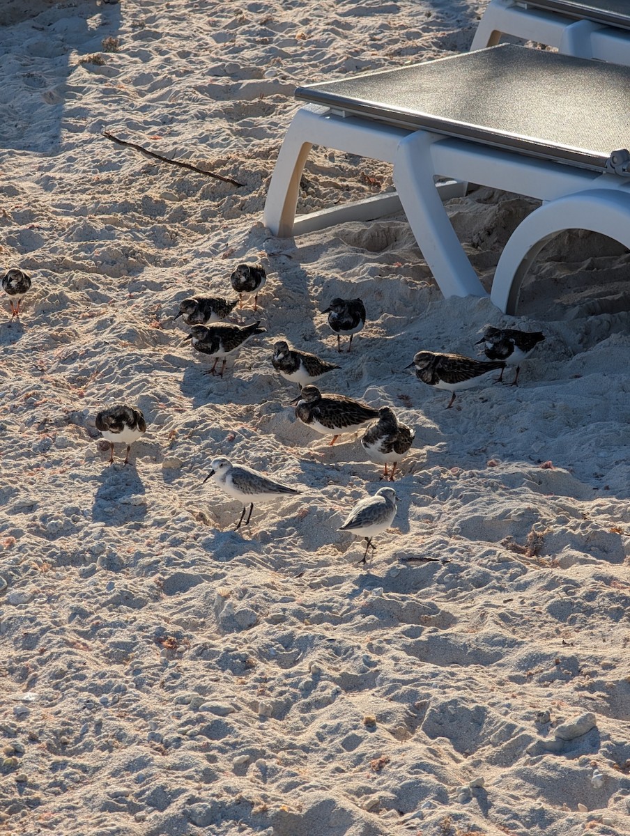 kamenáček pestrý - ML646915810