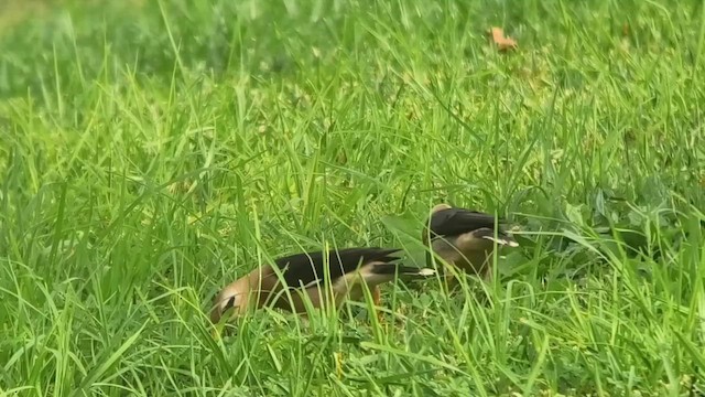 Vinous-breasted Myna - ML646915812