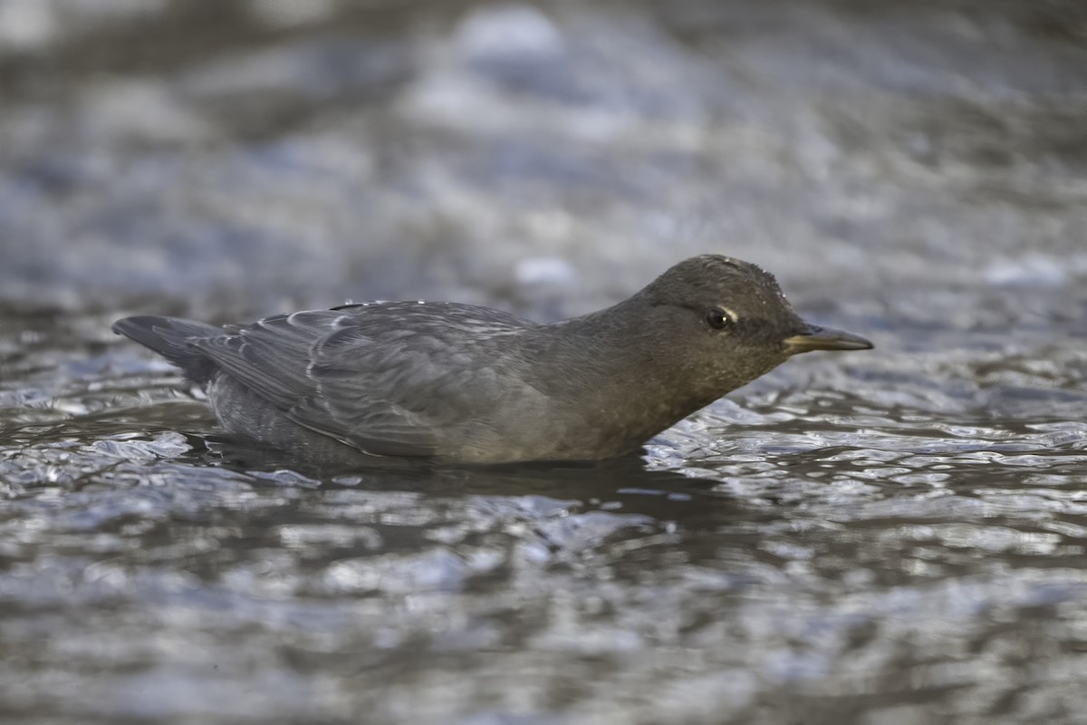 Cincle d'Amérique - ML646915813