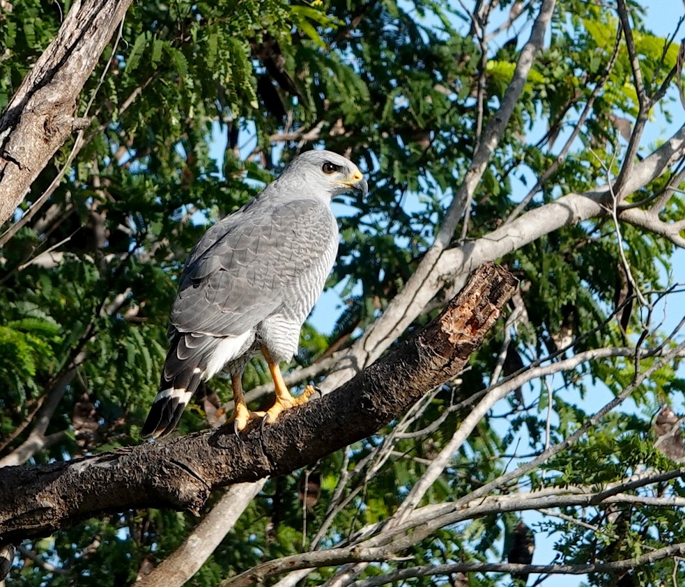 nordgråvåk - ML646915814