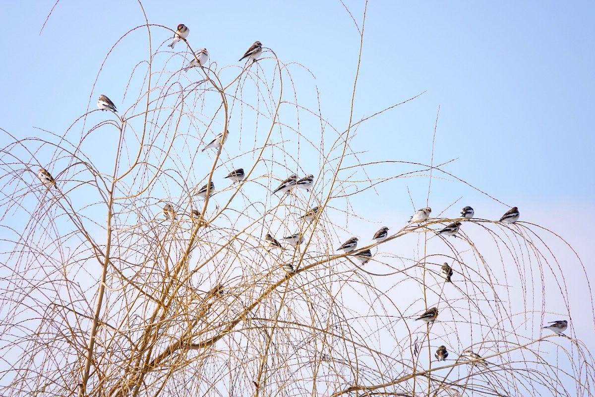 Elur-berdantza - ML646915816