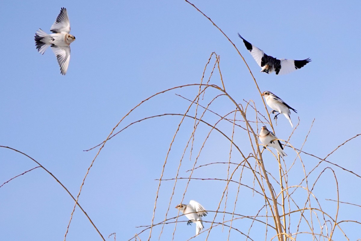 Elur-berdantza - ML646915821