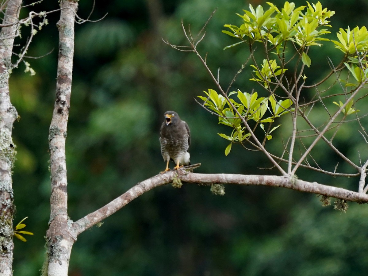 Roadside Hawk - ML646915822