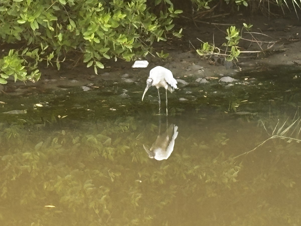 Wood Stork - ML646915826