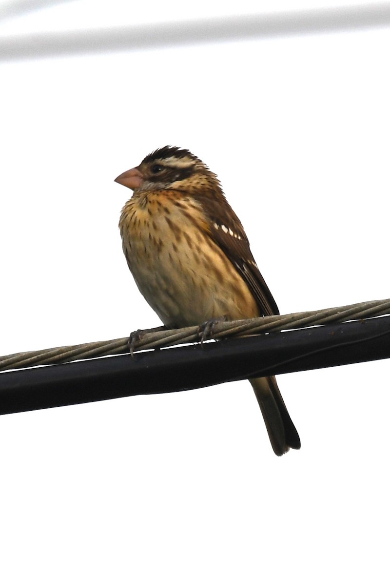 dlaskovec růžovoprsý - ML646915827