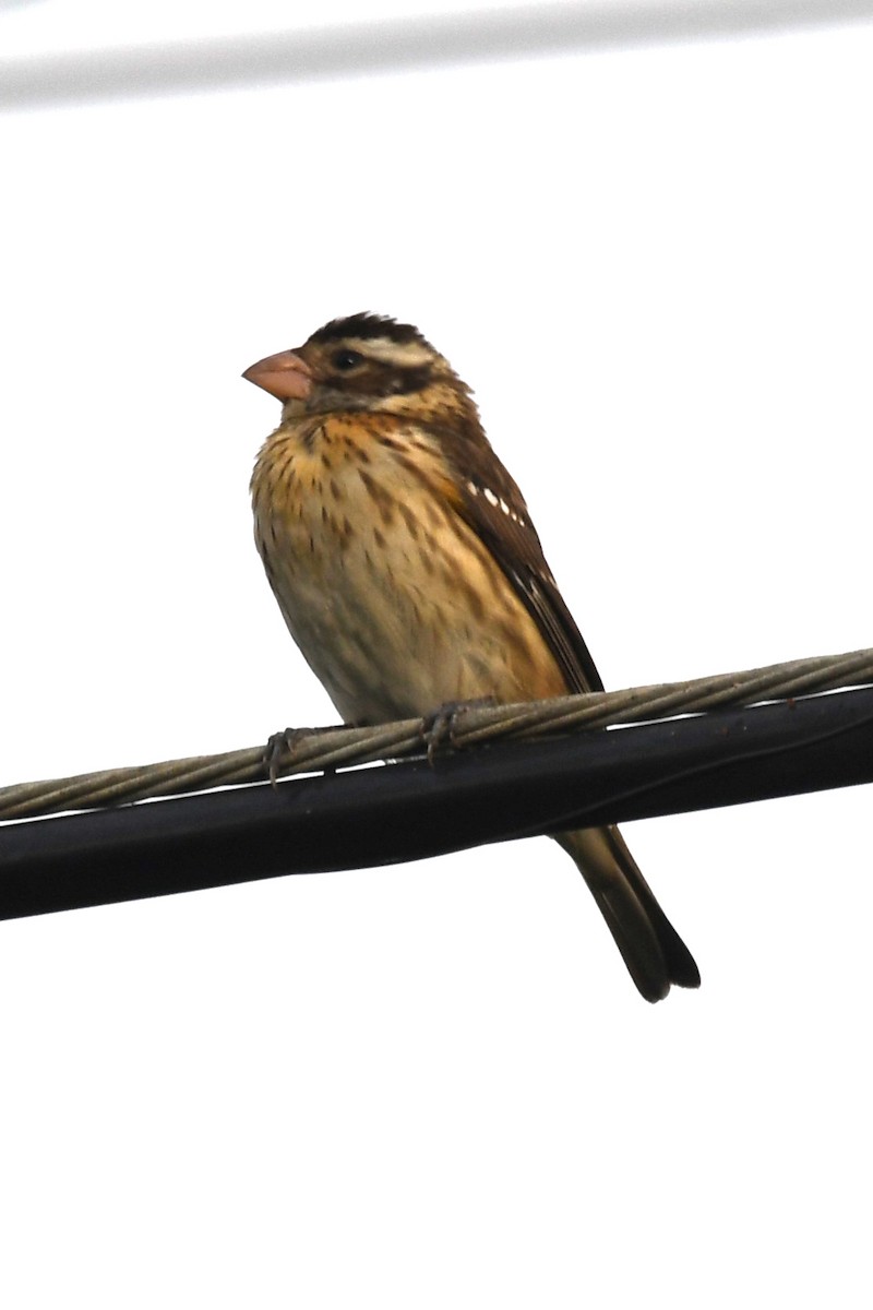 dlaskovec růžovoprsý - ML646915829