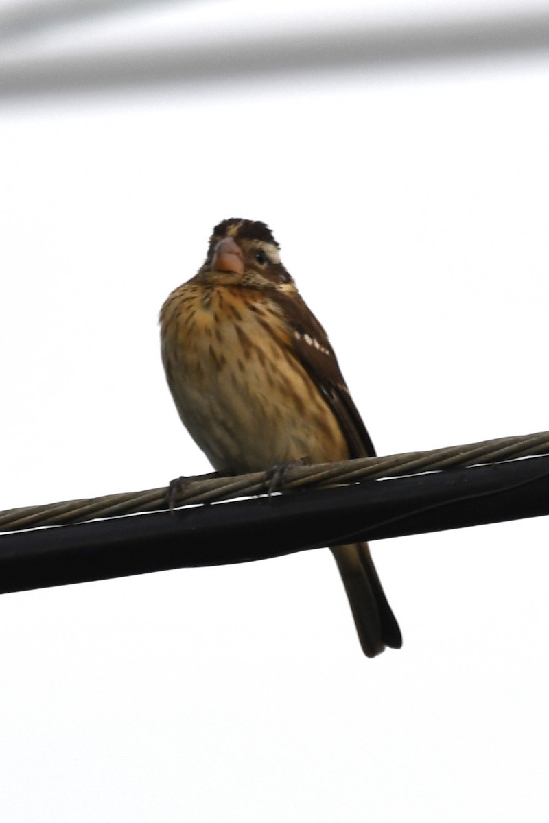 dlaskovec růžovoprsý - ML646915830