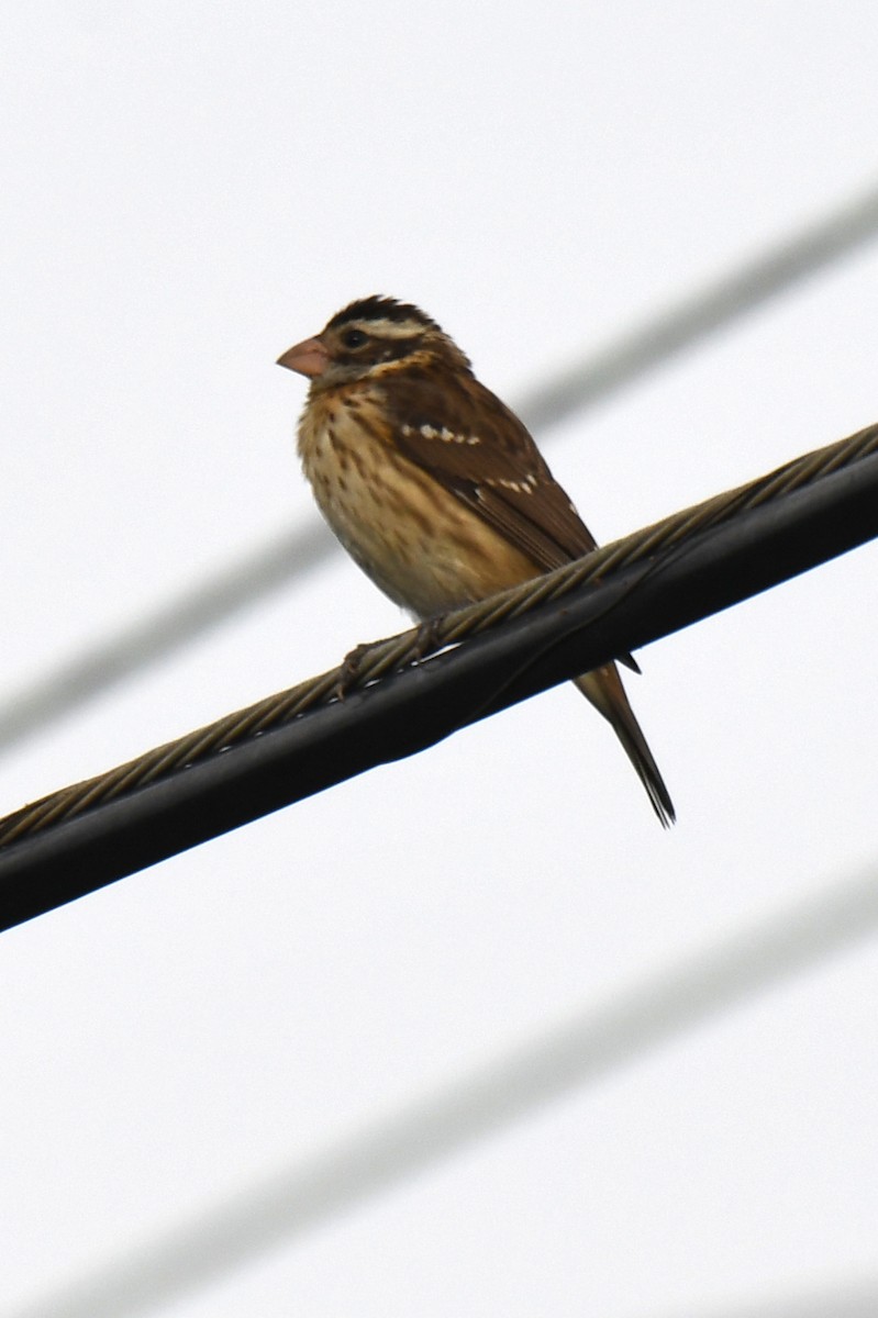 dlaskovec růžovoprsý - ML646915831