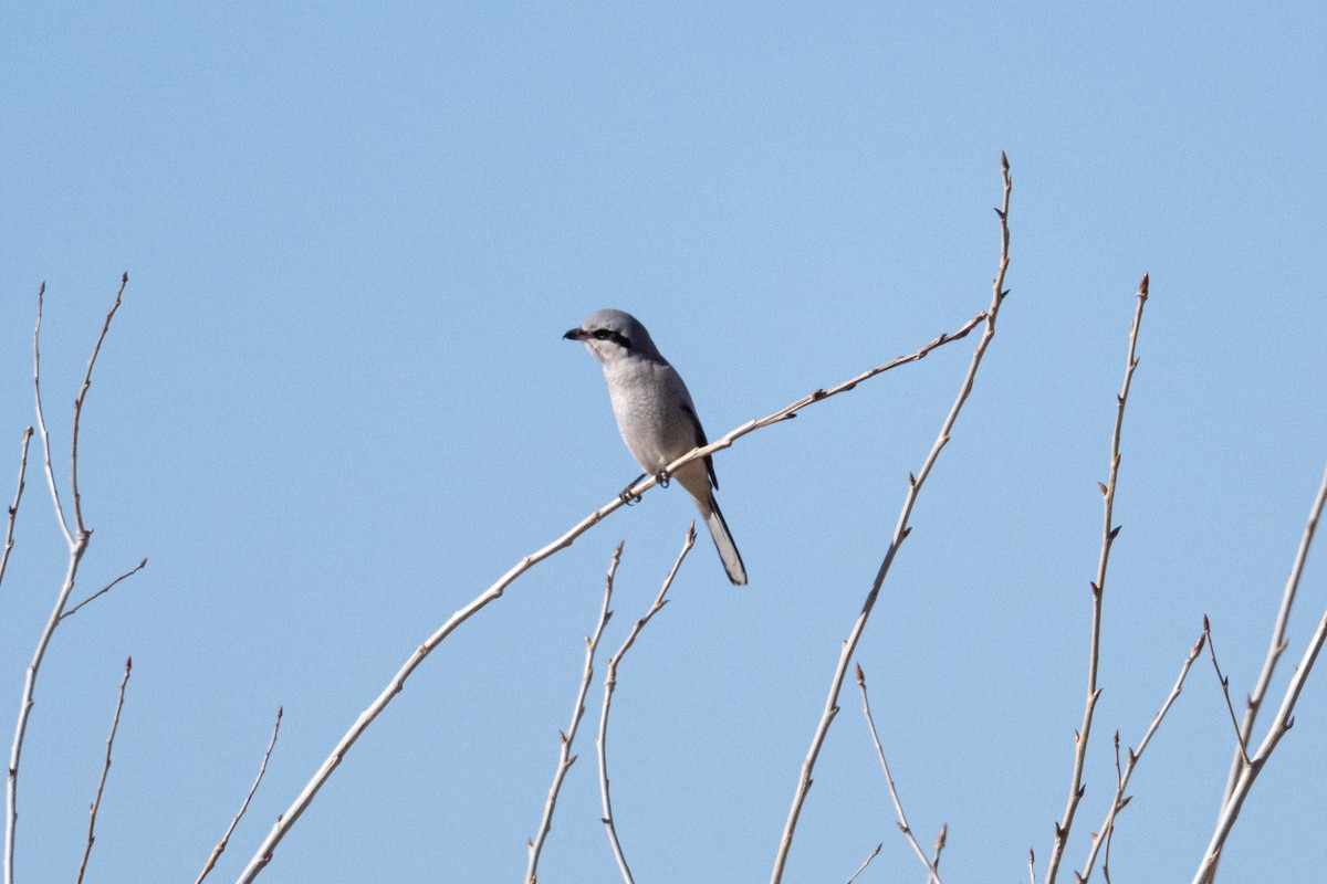 ťuhýk severní - ML646915832