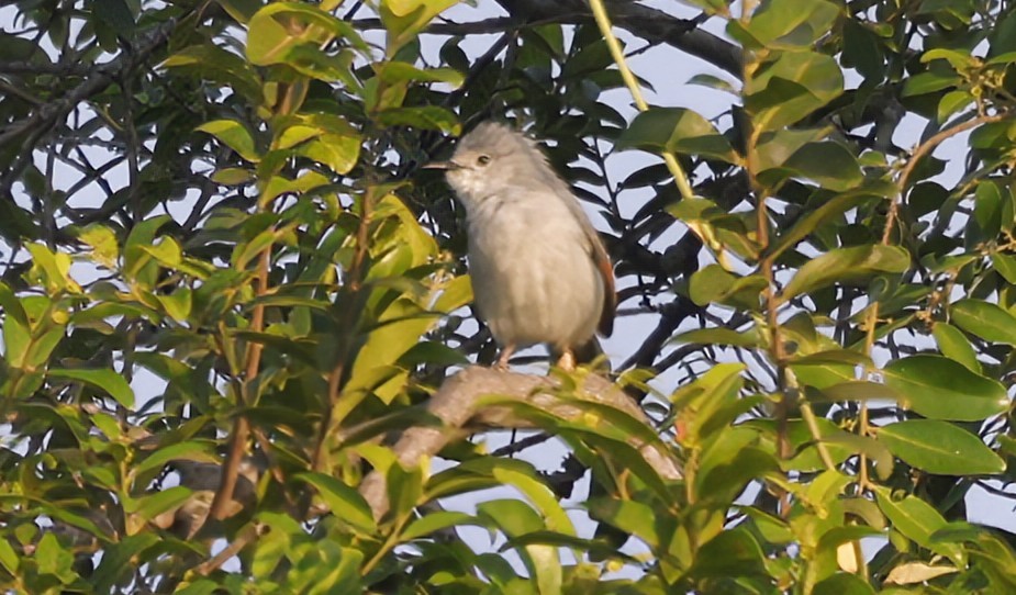 Краснокрылый апалис - ML646915833