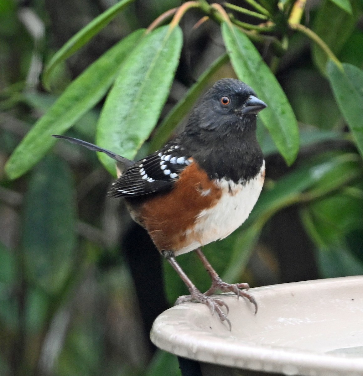 Spotted Towhee - ML646915834