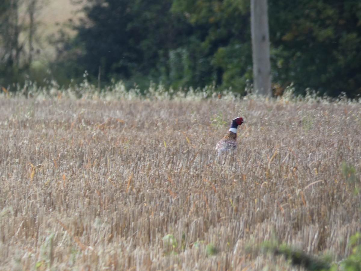 Faisán Vulgar - ML646915835