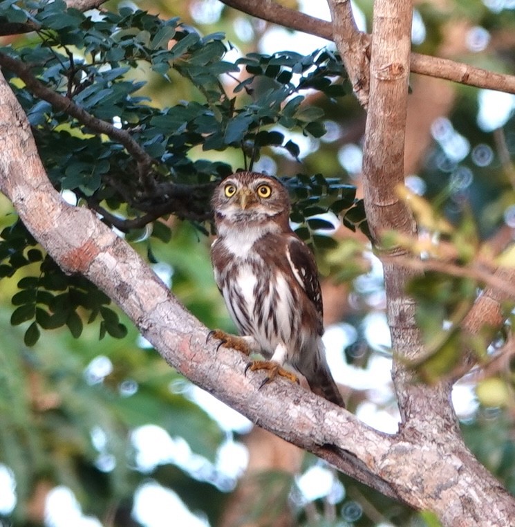 アカスズメフクロウ - ML646915837