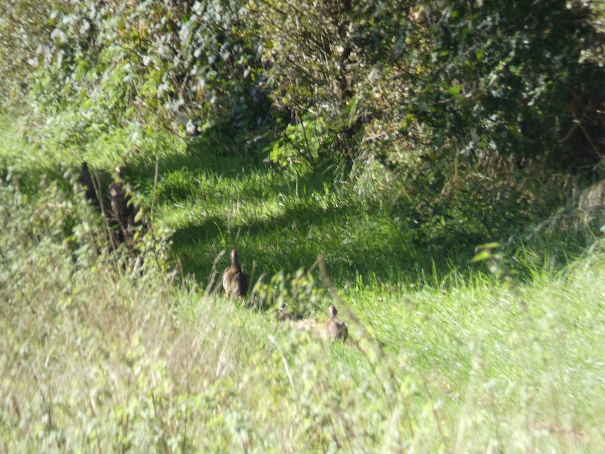 アカアシイワシャコ - ML646915844