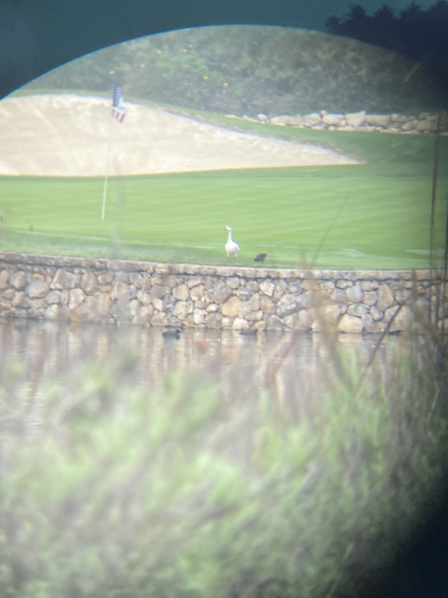 Snow Goose - ML646915846