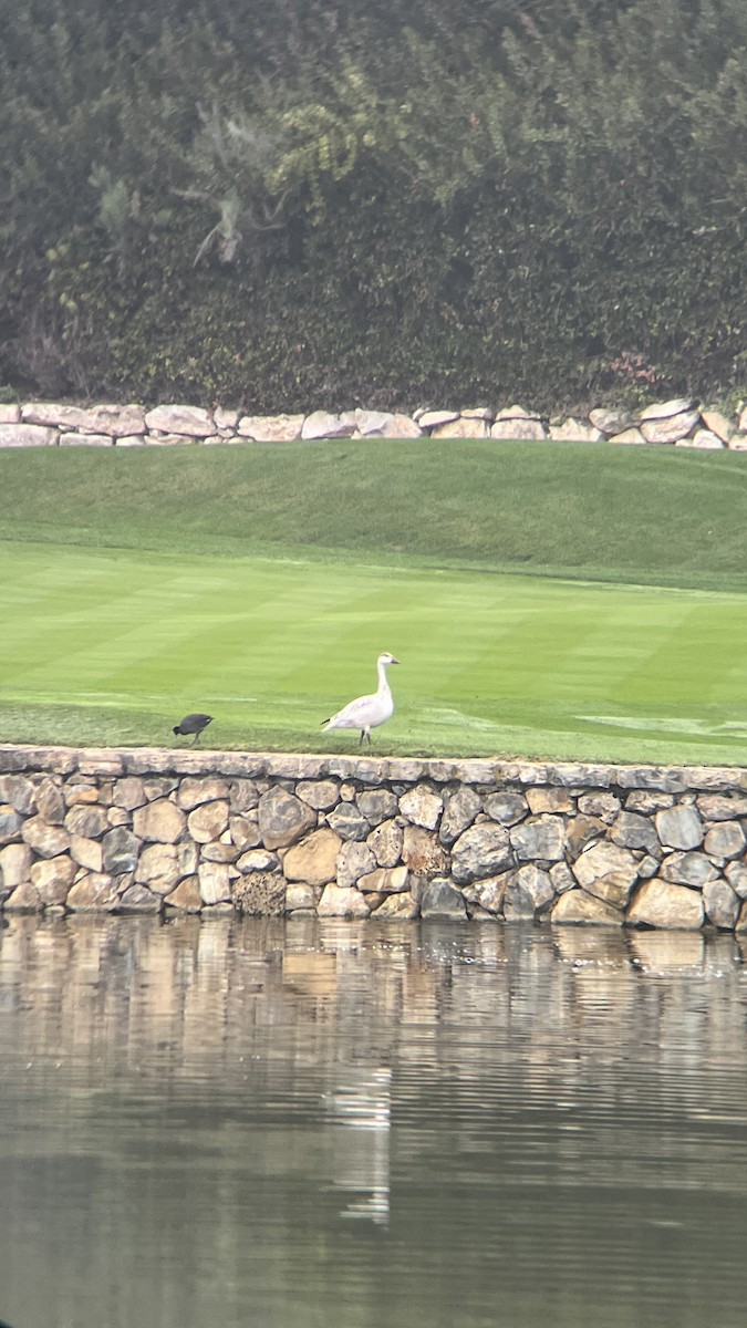 Snow Goose - ML646915847