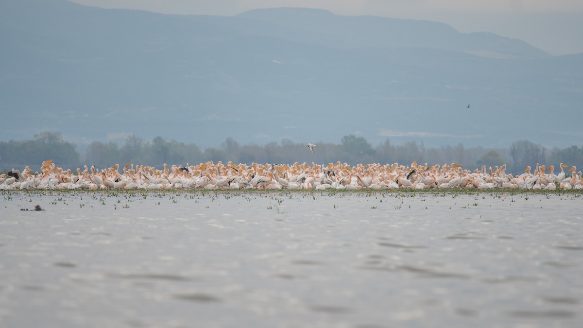 白鵜鶘 - ML646915859