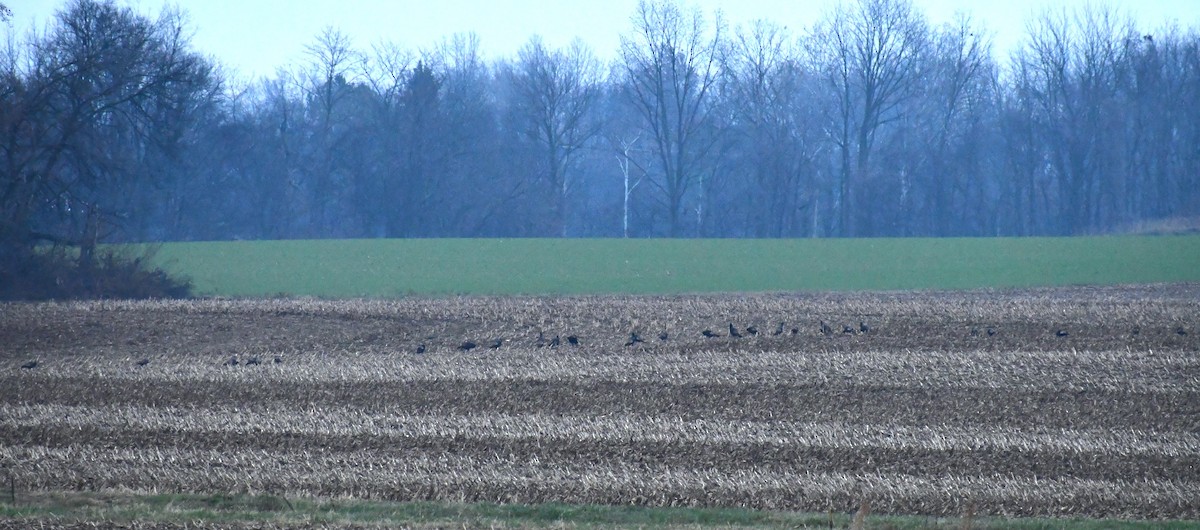 Wild Turkey - ML646915864