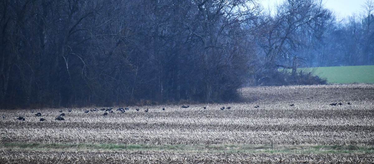 Wild Turkey - ML646915865