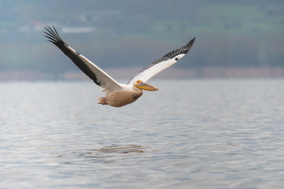 白鵜鶘 - ML646915868