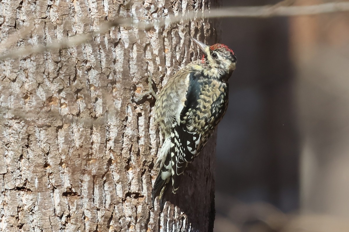 Дятел-смоктун жовточеревий - ML646915871