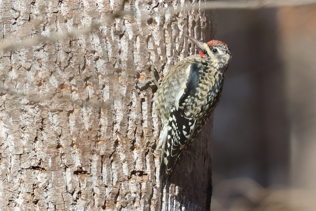 Дятел-смоктун жовточеревий - ML646915872