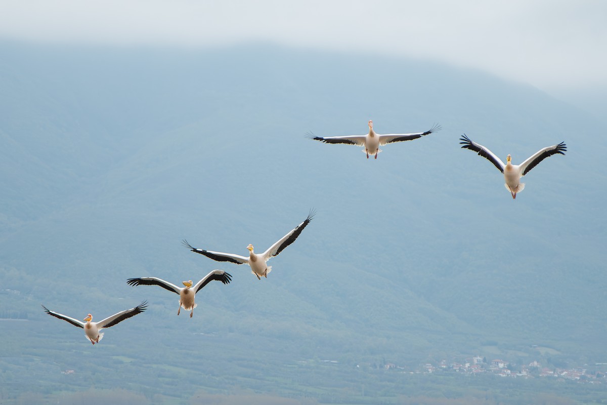 白鵜鶘 - ML646915873