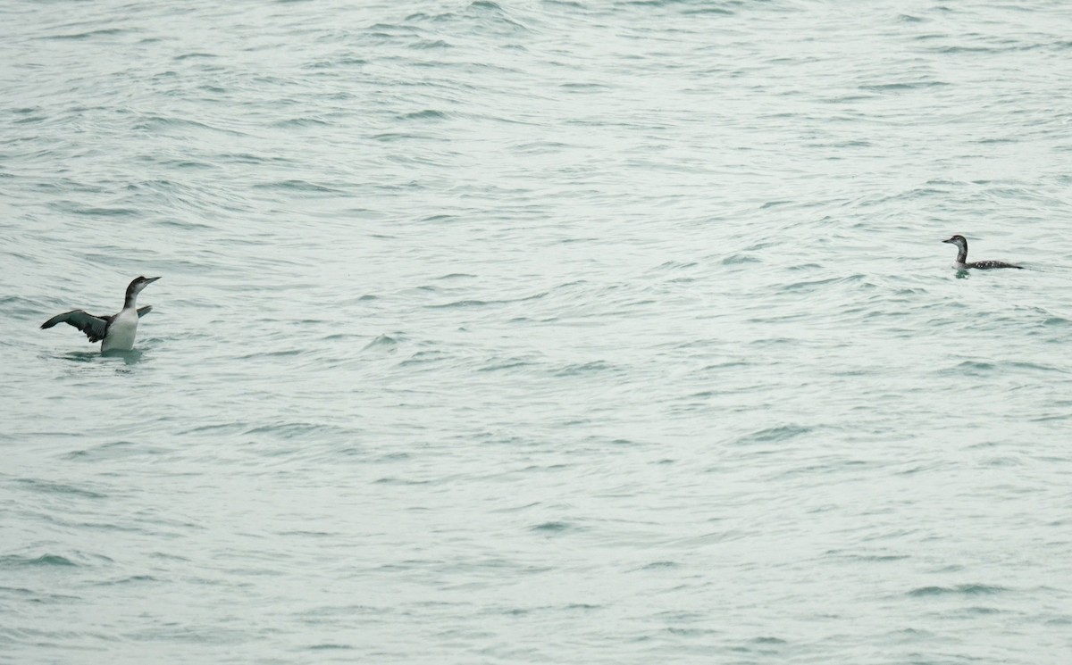 Colimbo Grande - ML646915880