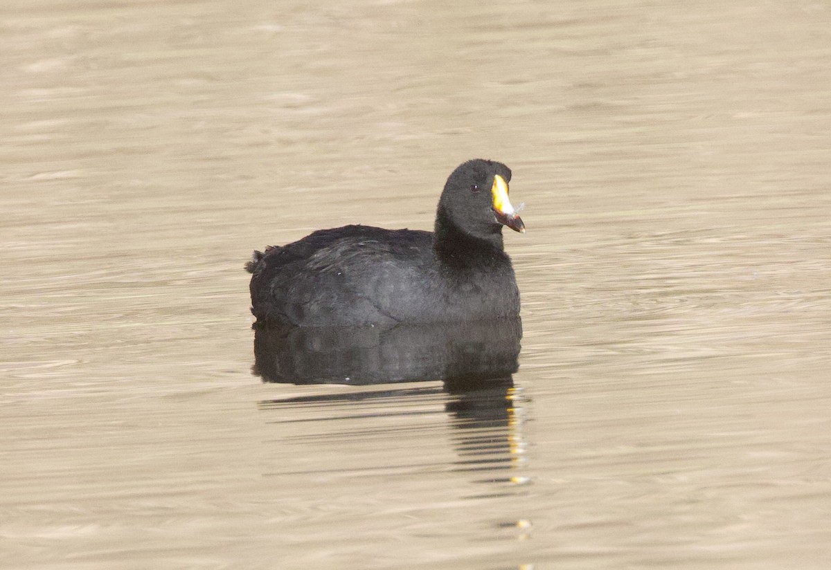 Focha Gigante - ML646915885