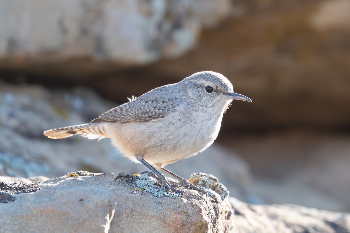 Cucarachero Roquero - ML646915886