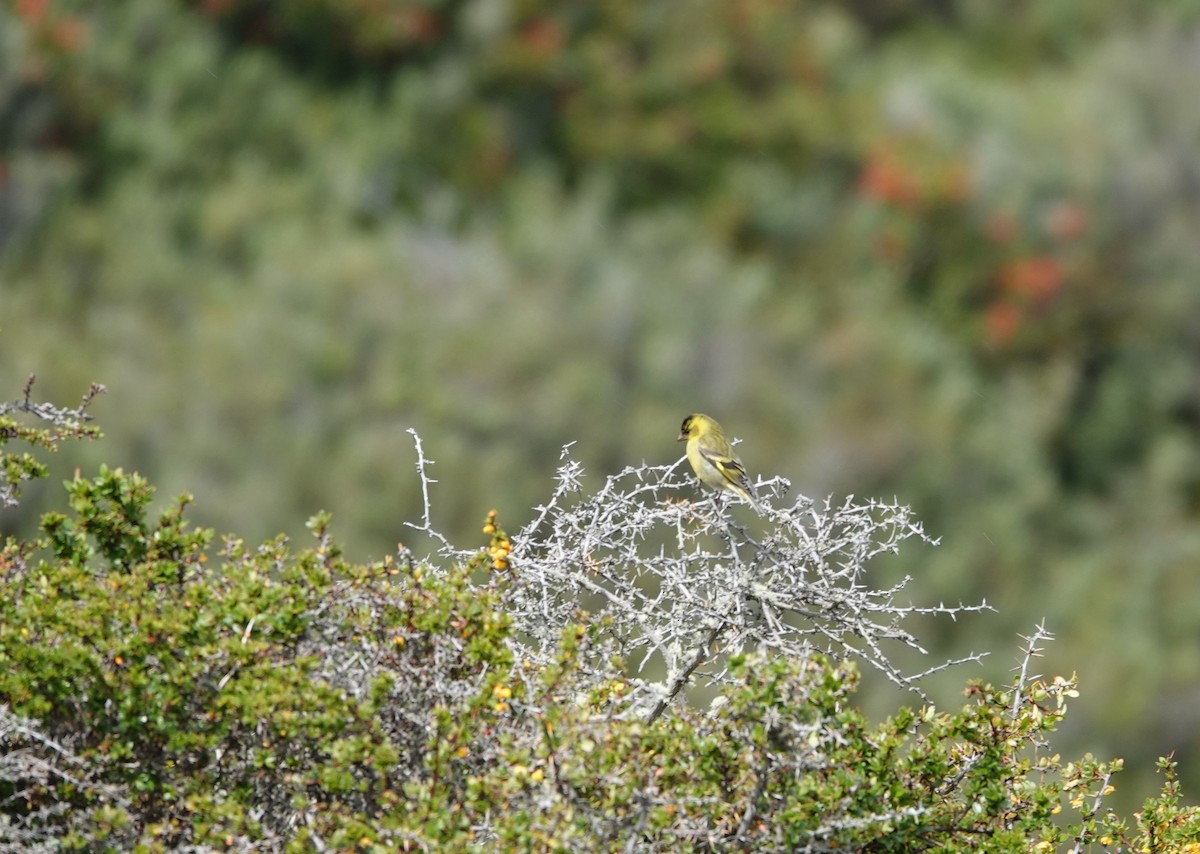 Black-chinned Siskin - ML646915887