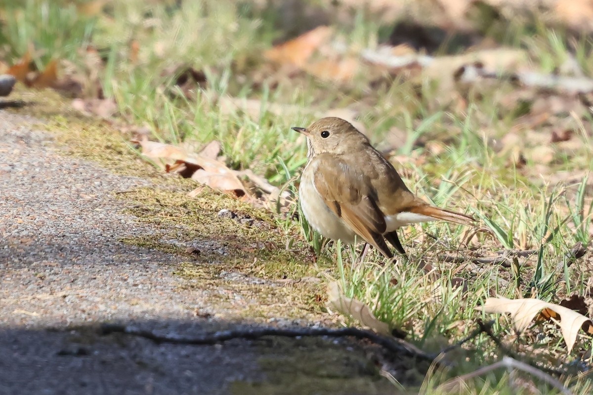 Дрізд-короткодзьоб плямистоволий - ML646915888