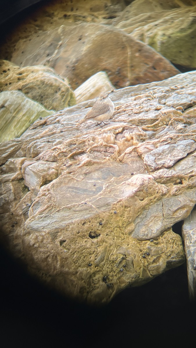 Cucarachero Roquero - ML646915890