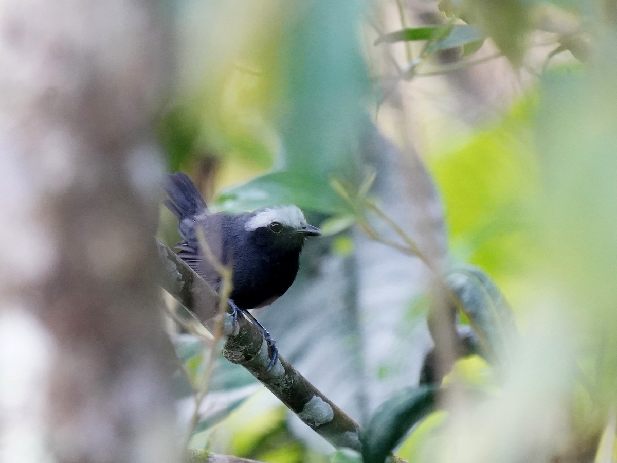 Hormiguero Cejiblanco - ML646915891