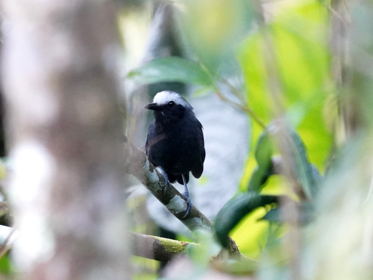 Hormiguero Cejiblanco - ML646915892