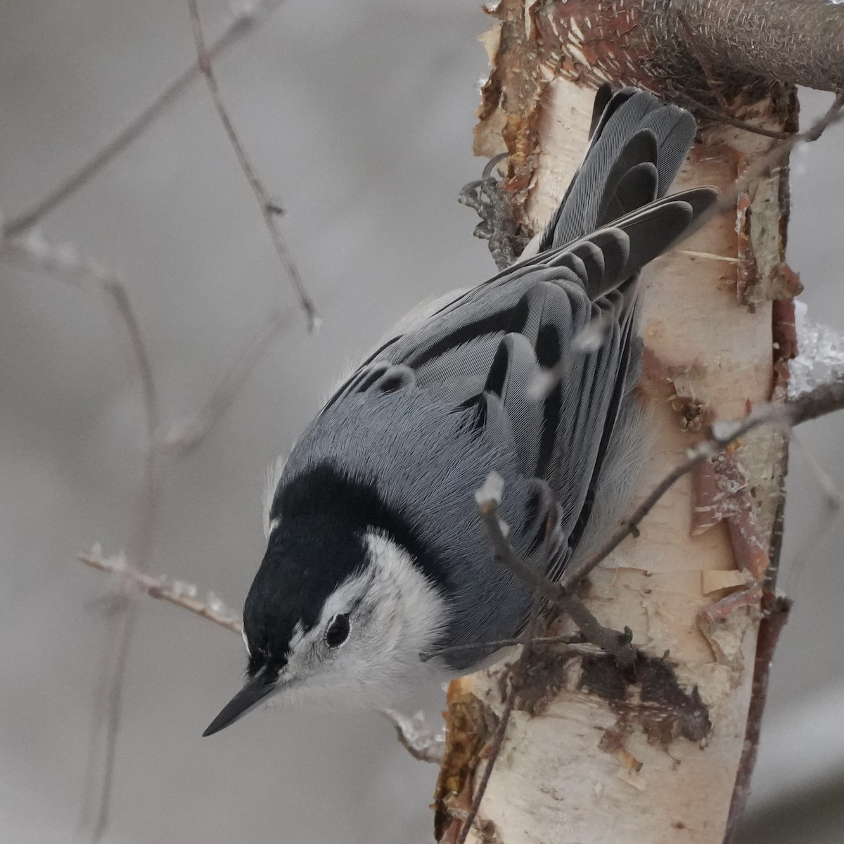 Trepador Pechiblanco - ML646915894