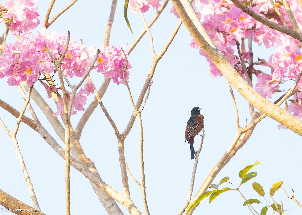 アカクロムクドリモドキ - ML646915895