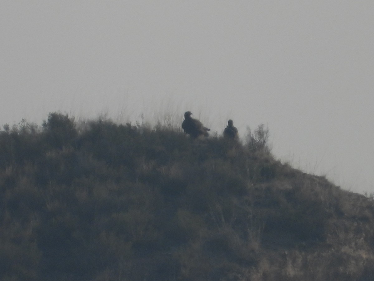 Águila Real - ML646915897