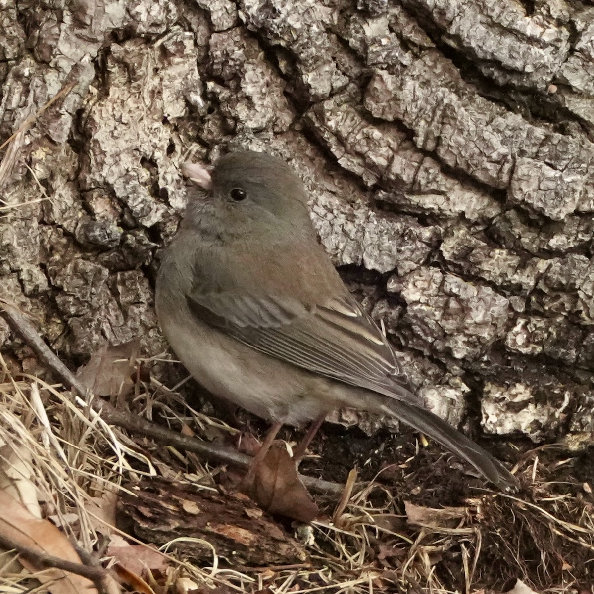 Junco Ojioscuro - ML646915898