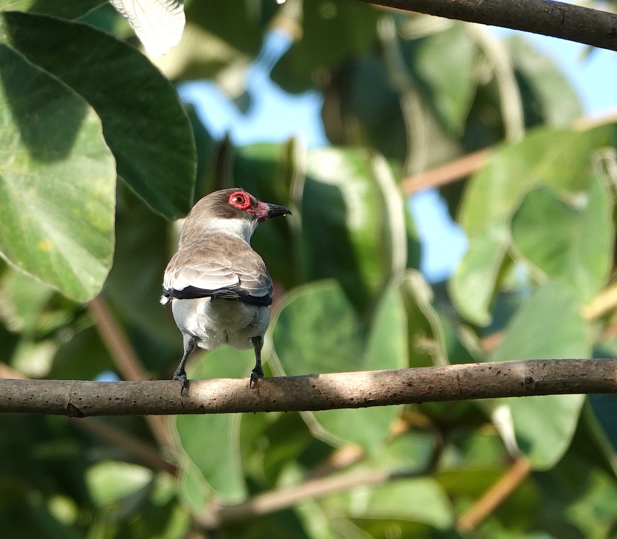 Masked Tityra - ML646915899