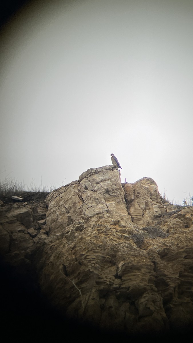 Halcón Peregrino - ML646915902