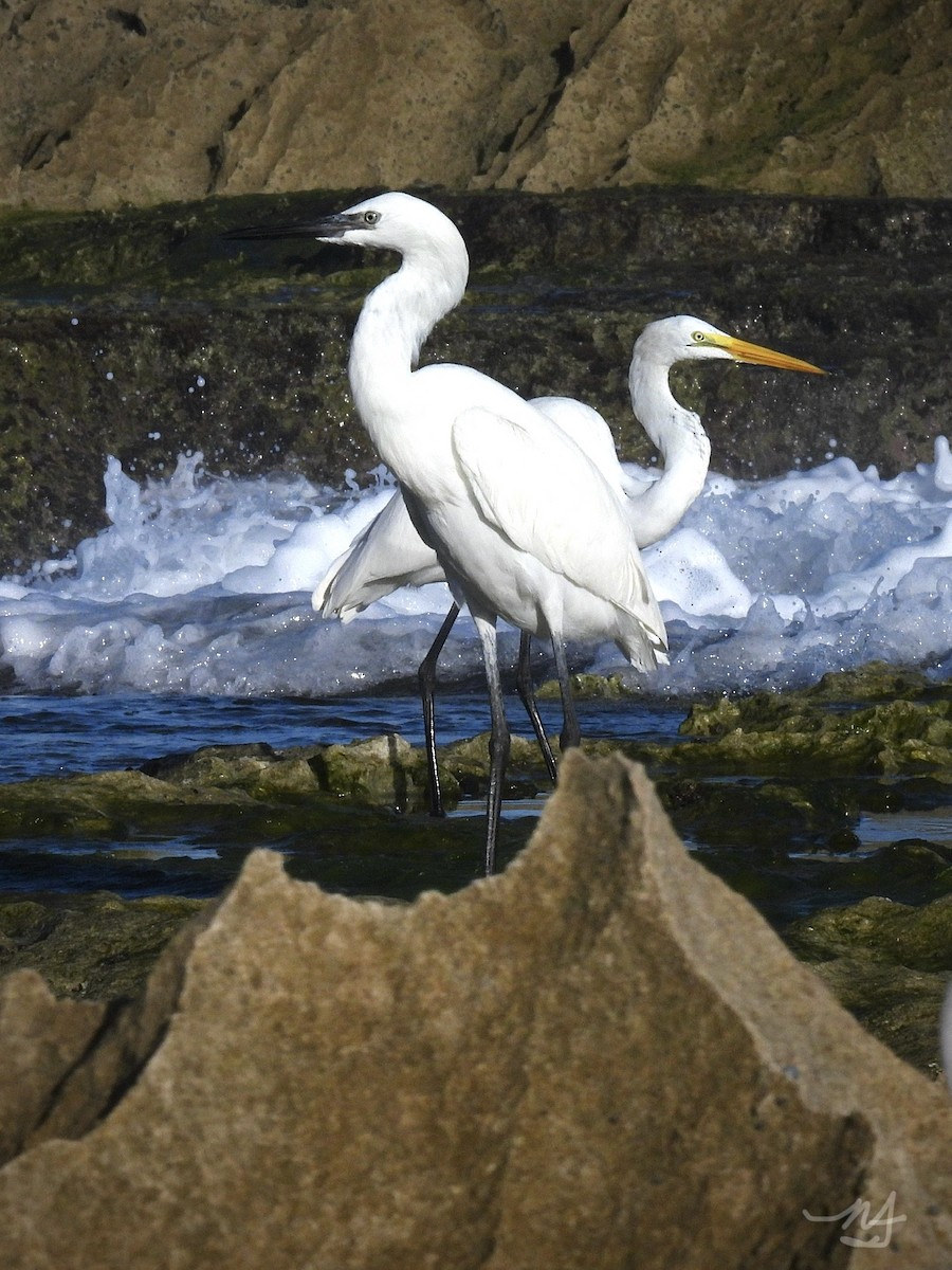 Garceta Grande - ML646915903