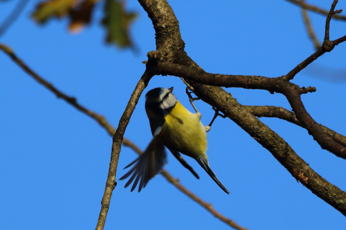 Eurasian Blue Tit - ML646915904