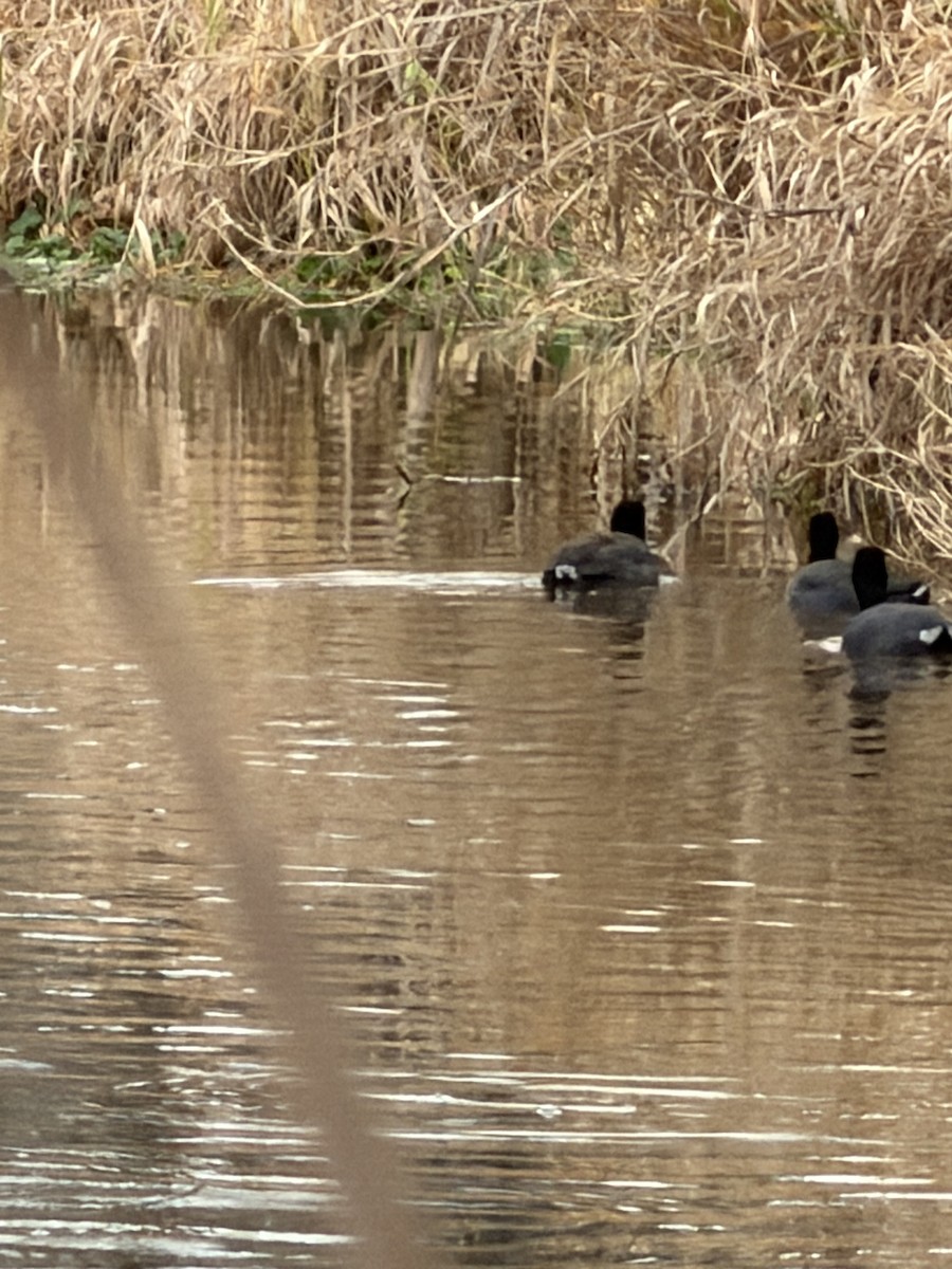 Focha Americana - ML646915905