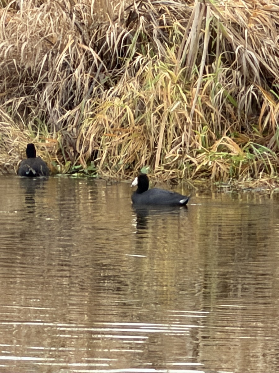 Focha Americana - ML646915906