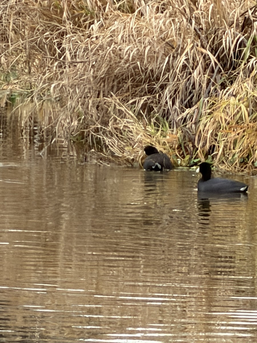 Focha Americana - ML646915907