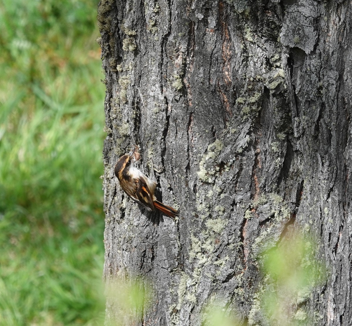 Rayadito Común - ML646915908