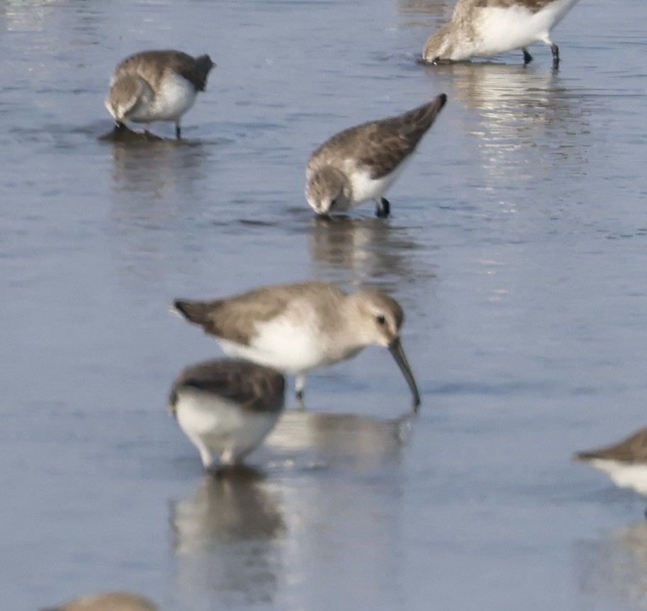 Kara Karınlı Kumkuşu - ML646915910